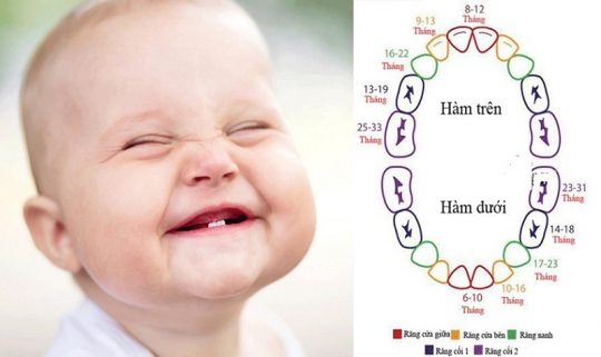 Tiến trình mọc răng của trẻ sẽ được chia theo từng độ tuổi