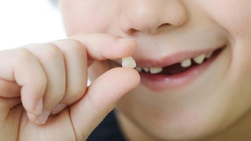 Răng sữa sẽ tồn tại từ 5 đến 6 năm rồi thay thế bằng răng vĩnh viễn