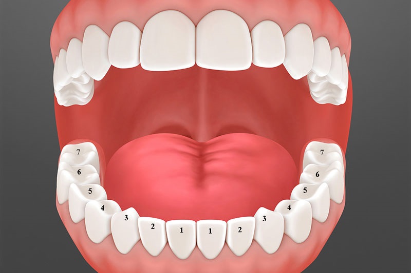 Hàm răng hoàn chỉnh của người