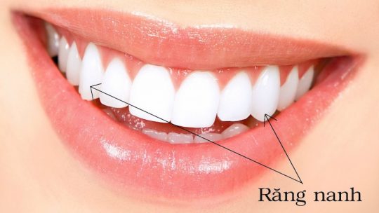 Răng nanh giúp cắn xé thức ăn dễ dàng hơn