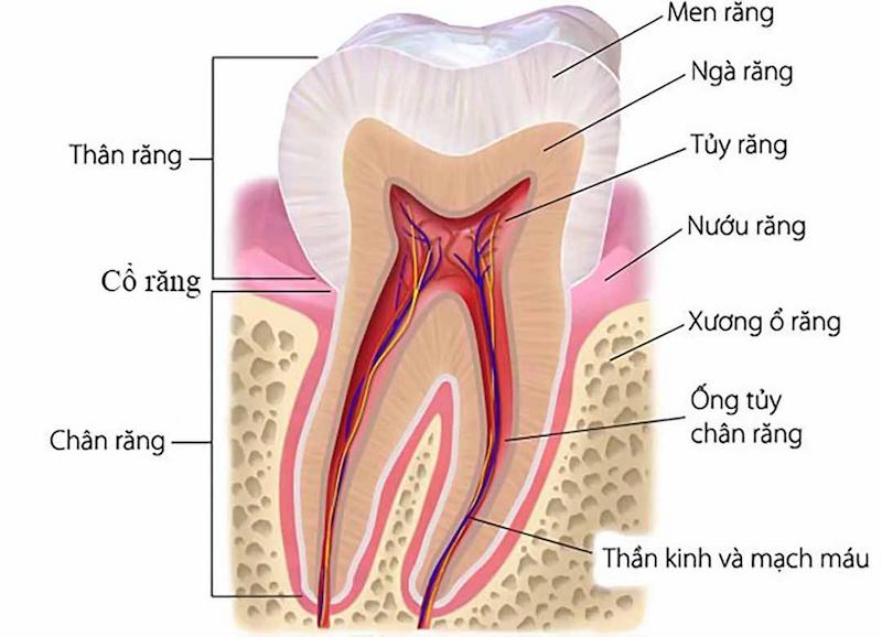 Răng khôn có cấu tạo giống như những chiếc răng bình thường khác